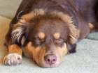 Australian Shepherd dog sleeping, close-up. Art Print
